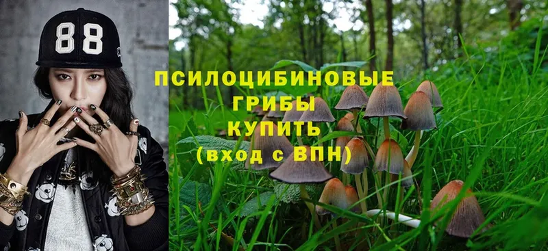 Псилоцибиновые грибы Cubensis  Вологда 